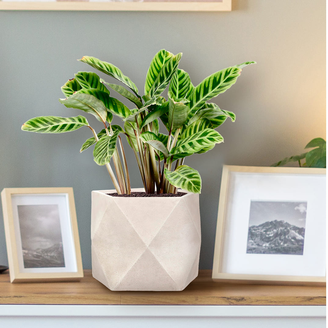 Настольное кашпо для цветов IDEALIST Геометри, цвет айвори, Ш25 Д25 В20 см, 12 л, 3 кг фотография №12 Настольное кашпо для цветов IDEALIST Геометри, цвет айвори, Ш25 Д25 В20 см, 12 л, 3 кг фотография №12