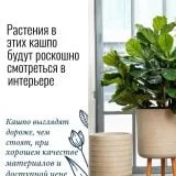Бамбук японский искусственный в бежевом кашпо на ножках IDEALIST. Высота - 120 см. фотография №4