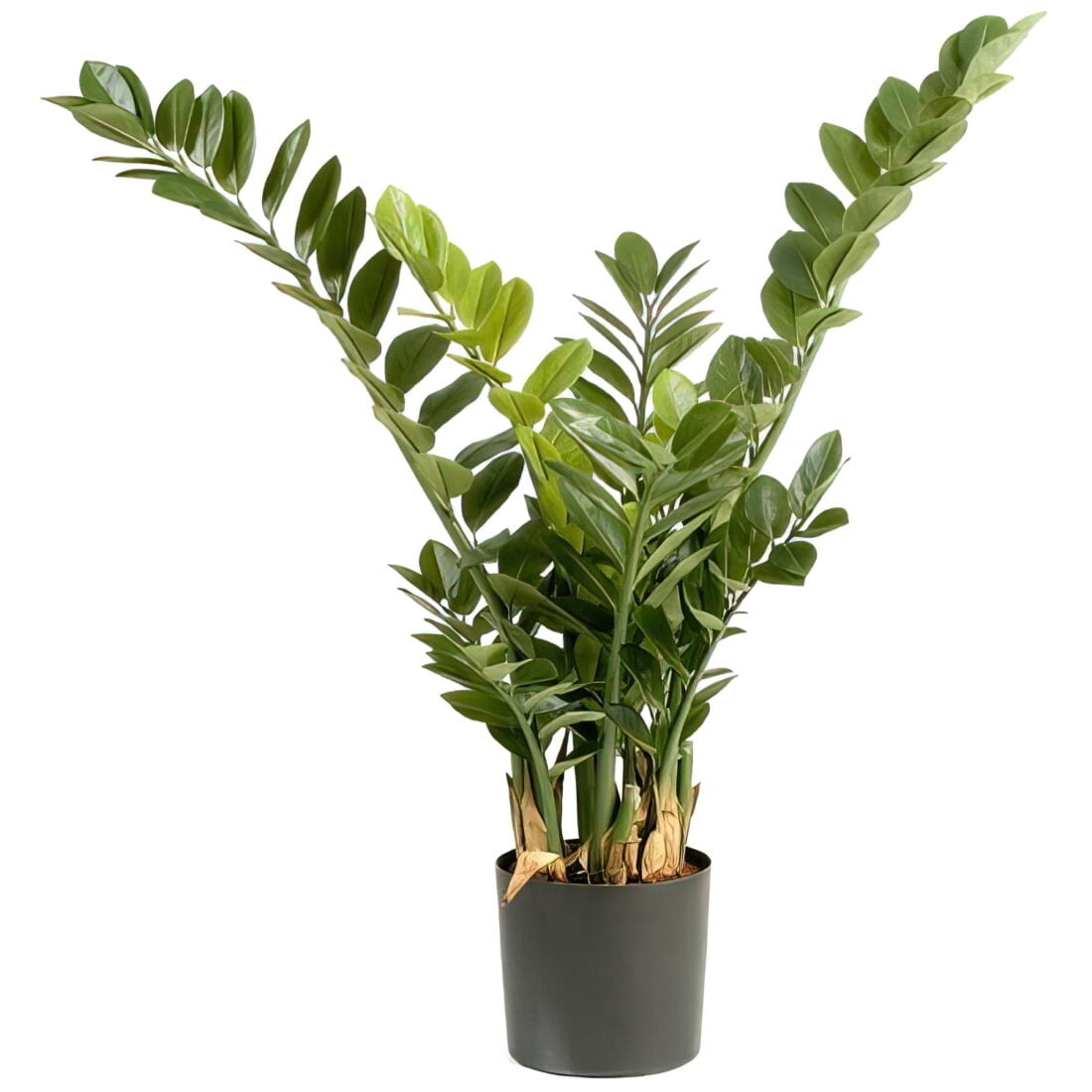Искусственное растение Замиокулькас, высота 90 см