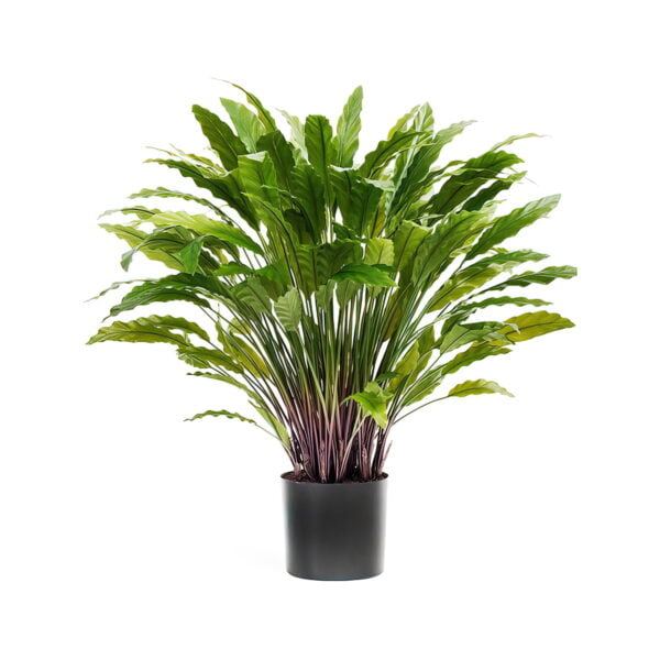 Искусственное растение Калатея зеленая, высота 85 см