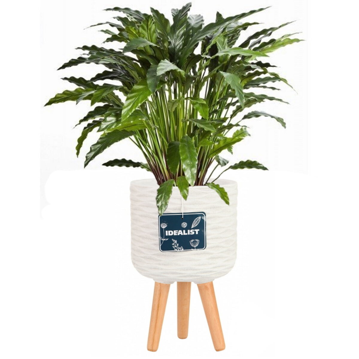 Калатея узколистная искусственная в кашпо IDEALIST Паттерн. Общая высота - 100 см.