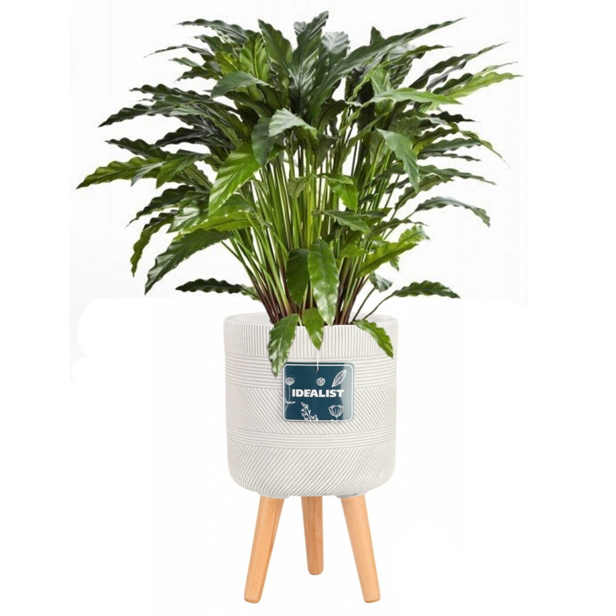 Калатея узколистная искусственная в кашпо IDEALIST Страйп, цвет айвори. Общая высота - 100 см.
