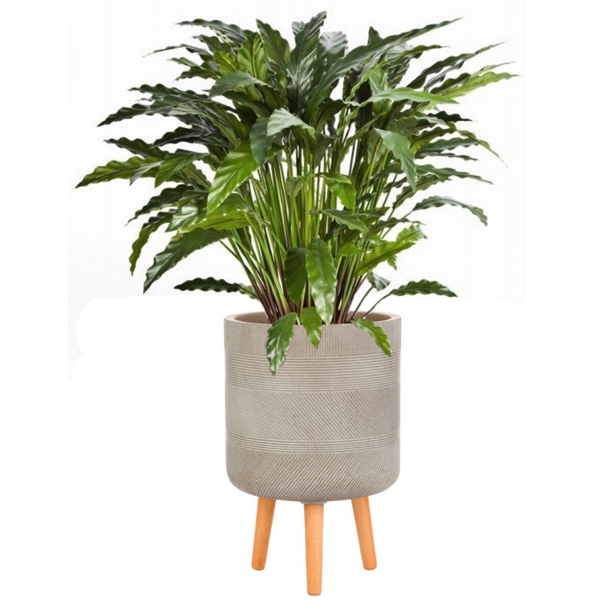 Калатея узколистная искусственная в кашпо IDEALIST Страйп, цвет кофе с молоком. Общая высота - 100 см.