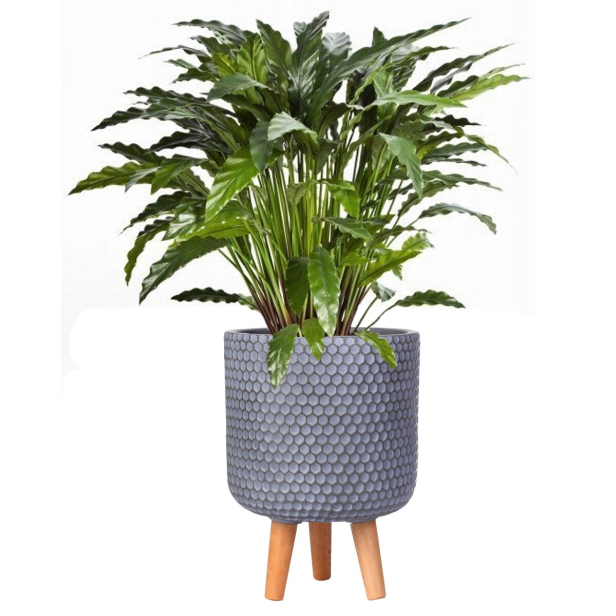 Калатея узколистная искусственная в сером кашпо IDEALIST Ханни. Общая высота – 95 см.