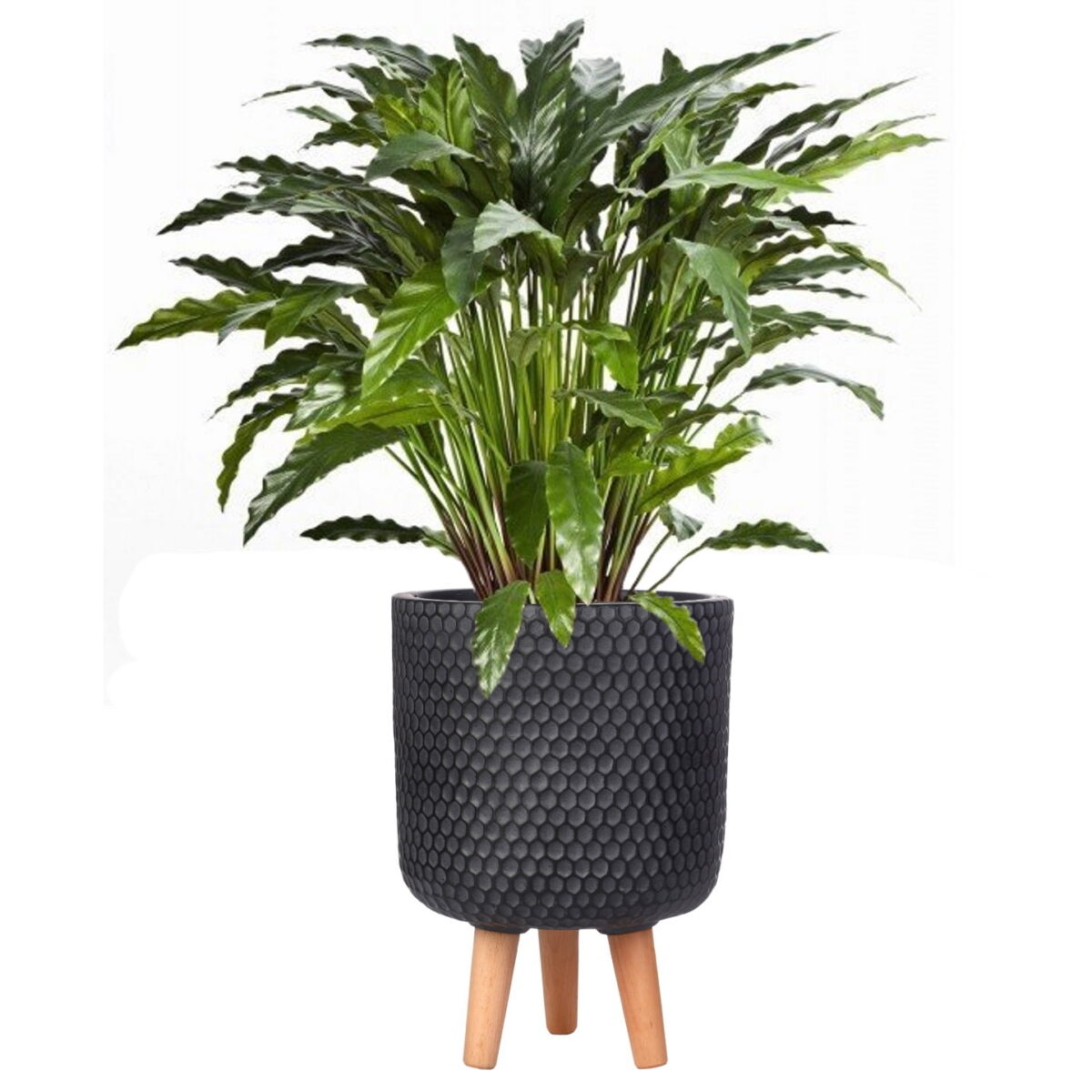 Калатея узколистная искусственная в черном кашпо IDEALIST Ханни. Общая высота - 95 см.