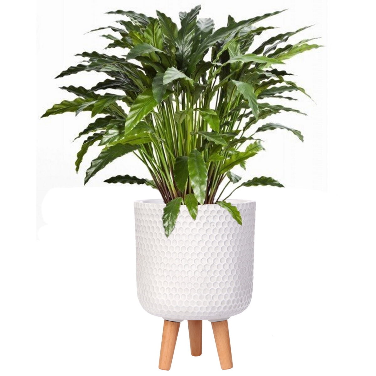 Калатея узколистная искусственная в кашпо IDEALIST Ханни. Общая высота - 95 см.