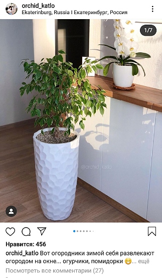 Искусственное растение Фикус Бенджамина зонтичный, высота 150 см, для напольного кашпо