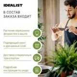 Драцена Маргината 3 ствола в дымчато-сером кашпо IDEALIST на ножках, общая высота - 140 см фотография №5
