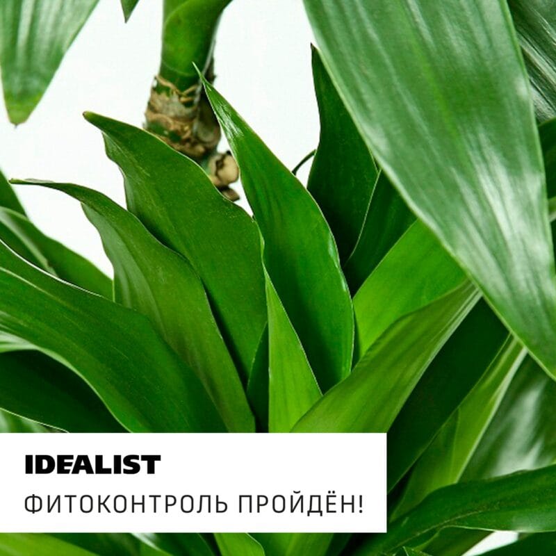 Купить Драцену Джанет Крейг в белом кашпо IDEALIST с доставкой по Москве