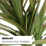 Драцена Маргината 3 ствола в дымчато-сером кашпо IDEALIST на ножках, общая высота - 140 см фотография №6