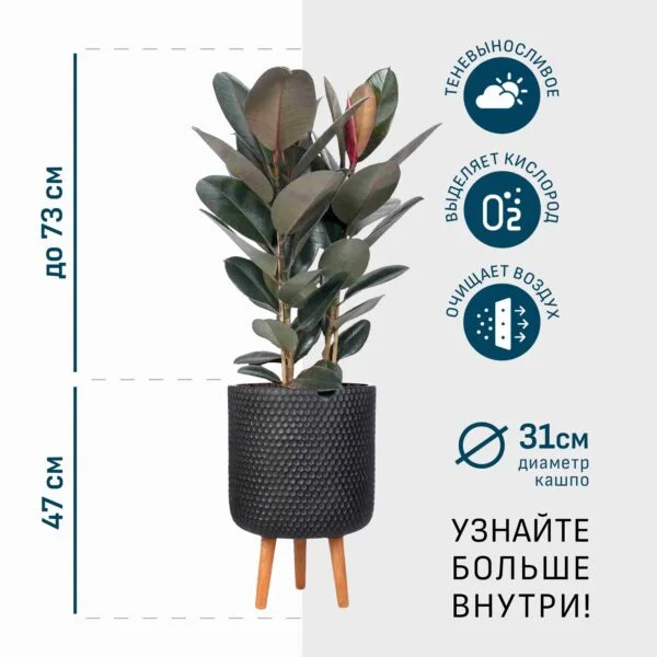 Фикус Эластика Робуста в черном кашпо IDEALIST на ножках, общая высота - 120 см