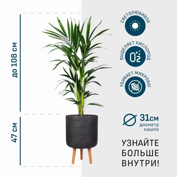 Ховея в черном кашпо IDEALIST на ножках, общая высота - 155 см