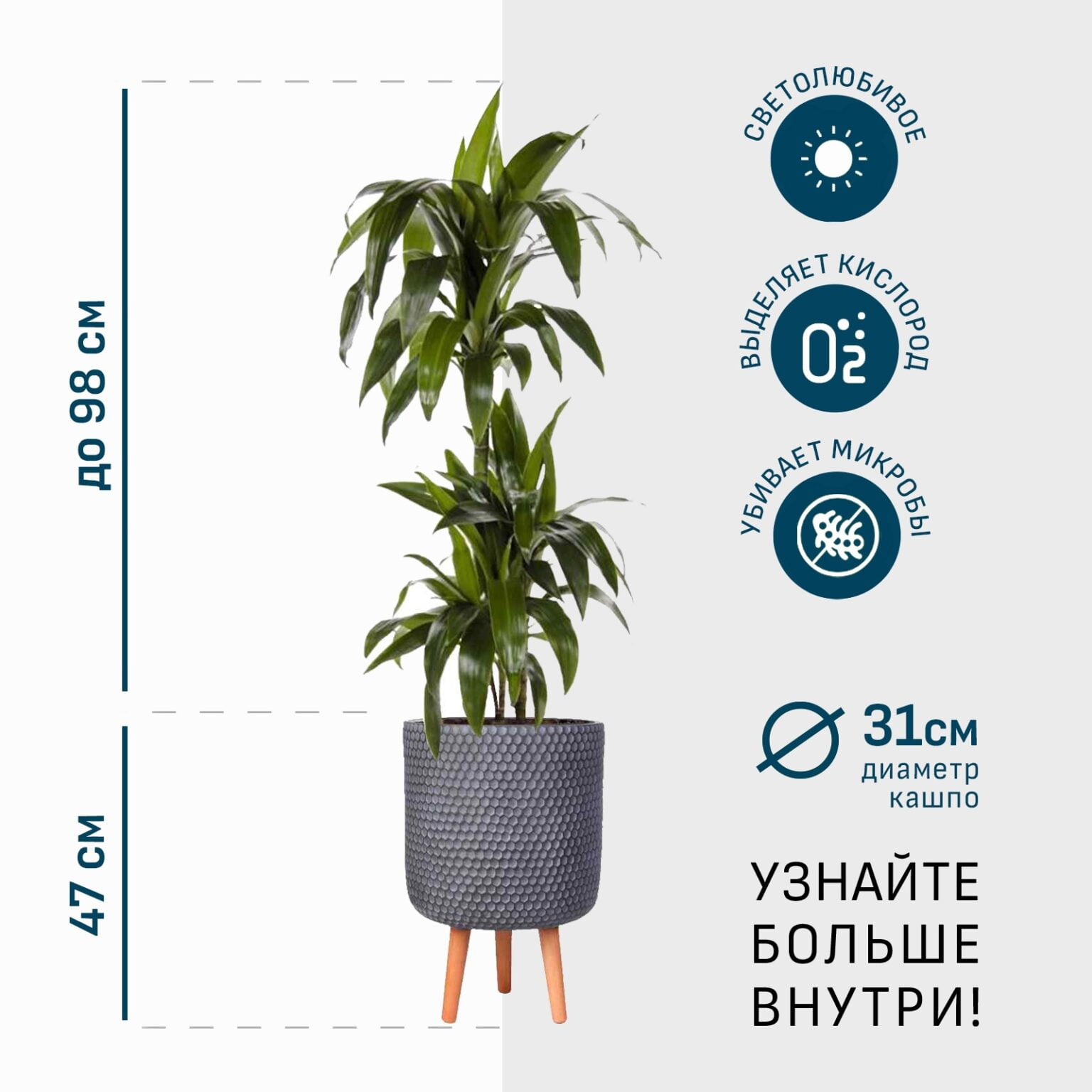 Драцена Джанет Крейг 3 ствола в дымчато-сером кашпо IDEALIST на ножках, общая высота - 145 см главная фотография