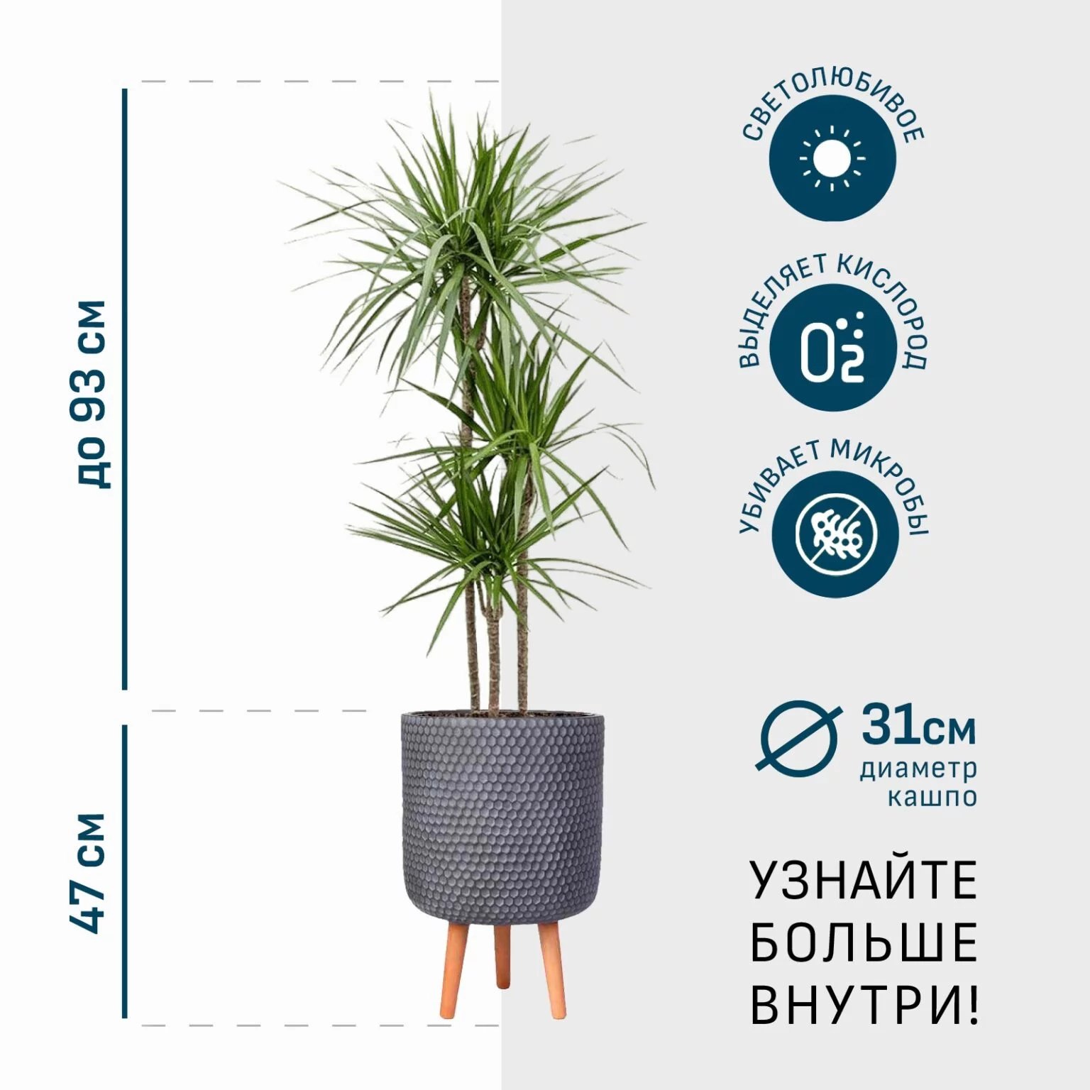 Драцена Маргината 3 ствола в дымчато-сером кашпо IDEALIST на ножках, общая высота - 140 см главная фотография