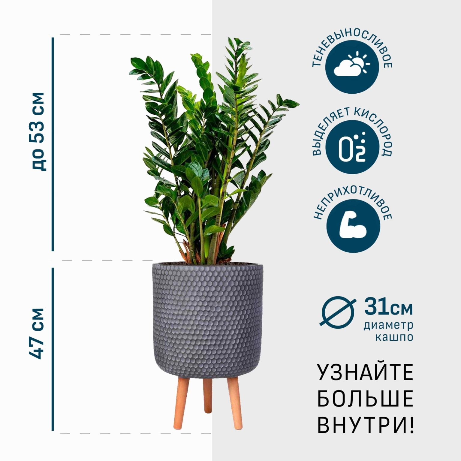 Замиокулькас в дымчато-сером кашпо IDEALIST на ножках, общая высота - 100 см главная фотография