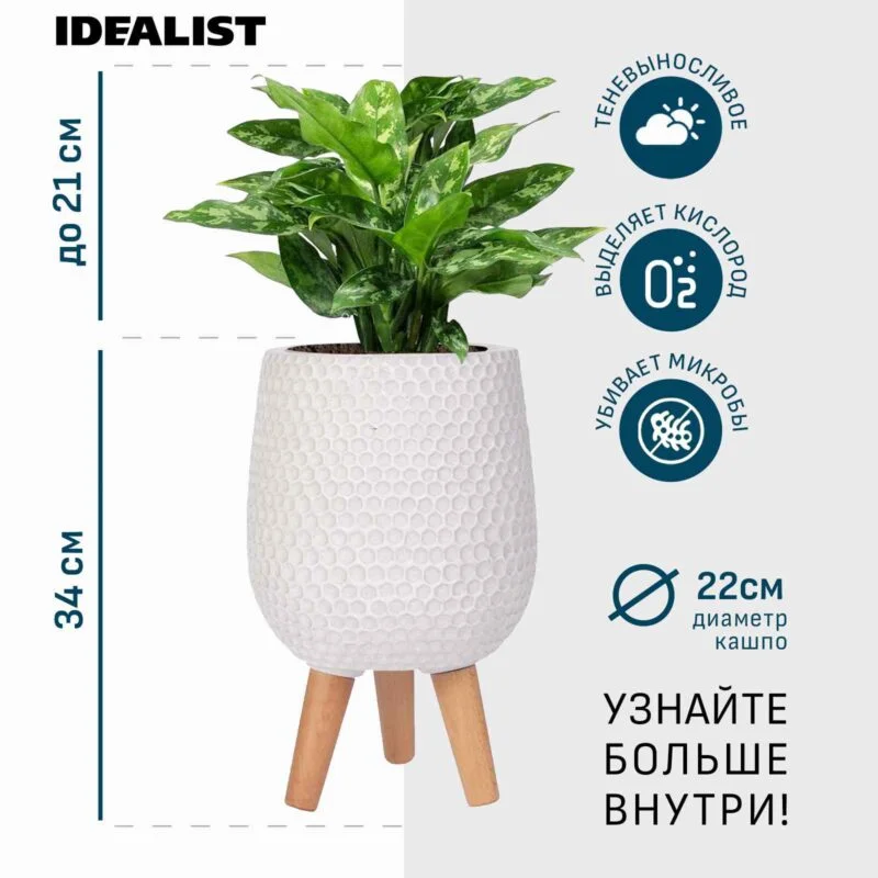 Аглаонема в белом кашпо IDEALIST на ножках, общая высота - 55 см