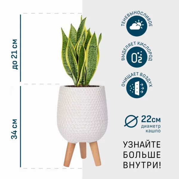 Сансевиерия Лауренти в белом кашпо IDEALIST на ножках, общая высота - 55 см
