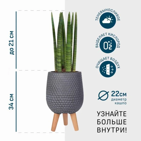 Сансевиерия Цилиндрика в дымчато-сером кашпо IDEALIST на ножках, общая высота - 55 см