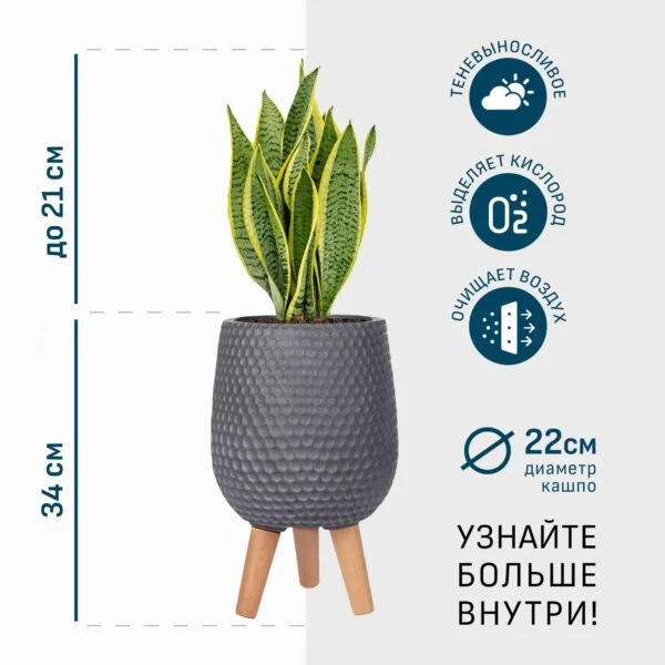 Сансевиерия Лауренти в дымчато-сером кашпо IDEALIST на ножках, общая высота - 55 см