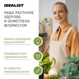 Драцена Маргината 3 ствола в дымчато-сером кашпо IDEALIST на ножках, общая высота - 140 см фотография №4