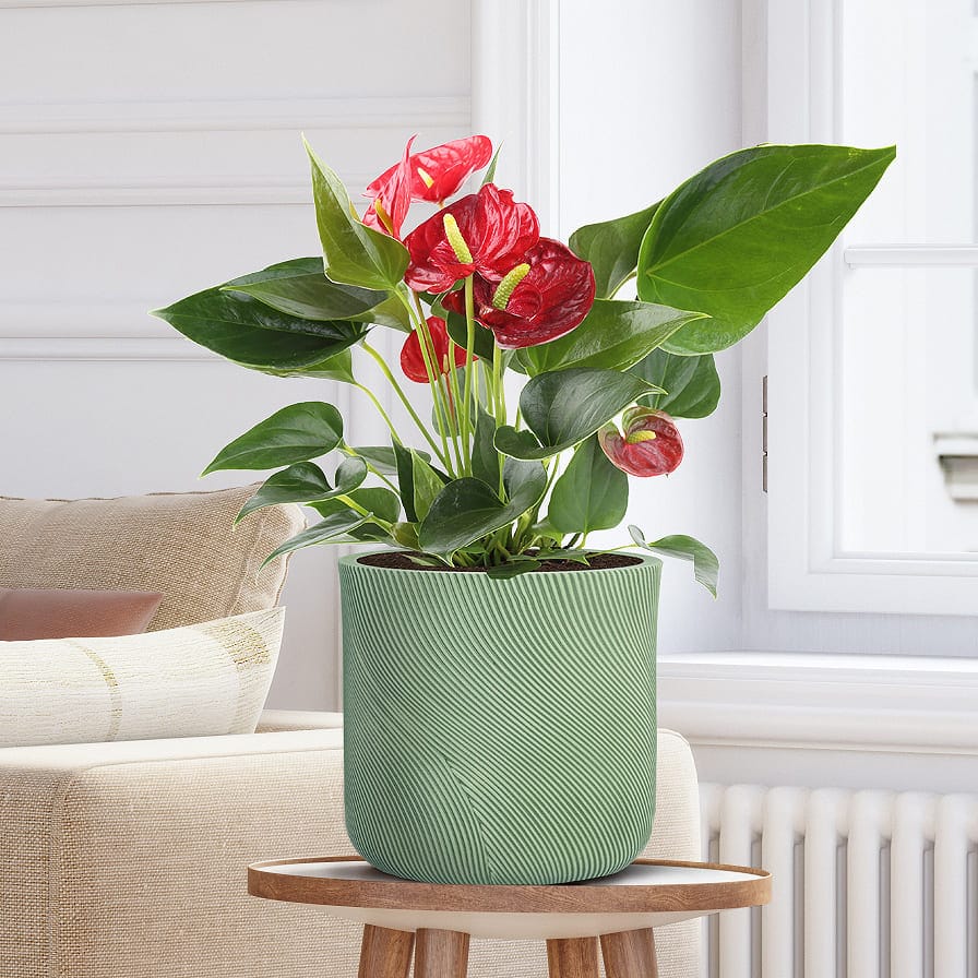 Настольное кашпо для цветов IDEALIST Флоу, фисташковое, Д24 В24 см, 8 л, 2.5 кг фотография №10 Настольное кашпо для цветов IDEALIST Флоу, фисташковое, Д24 В24 см, 8 л, 2.5 кг фотография №10