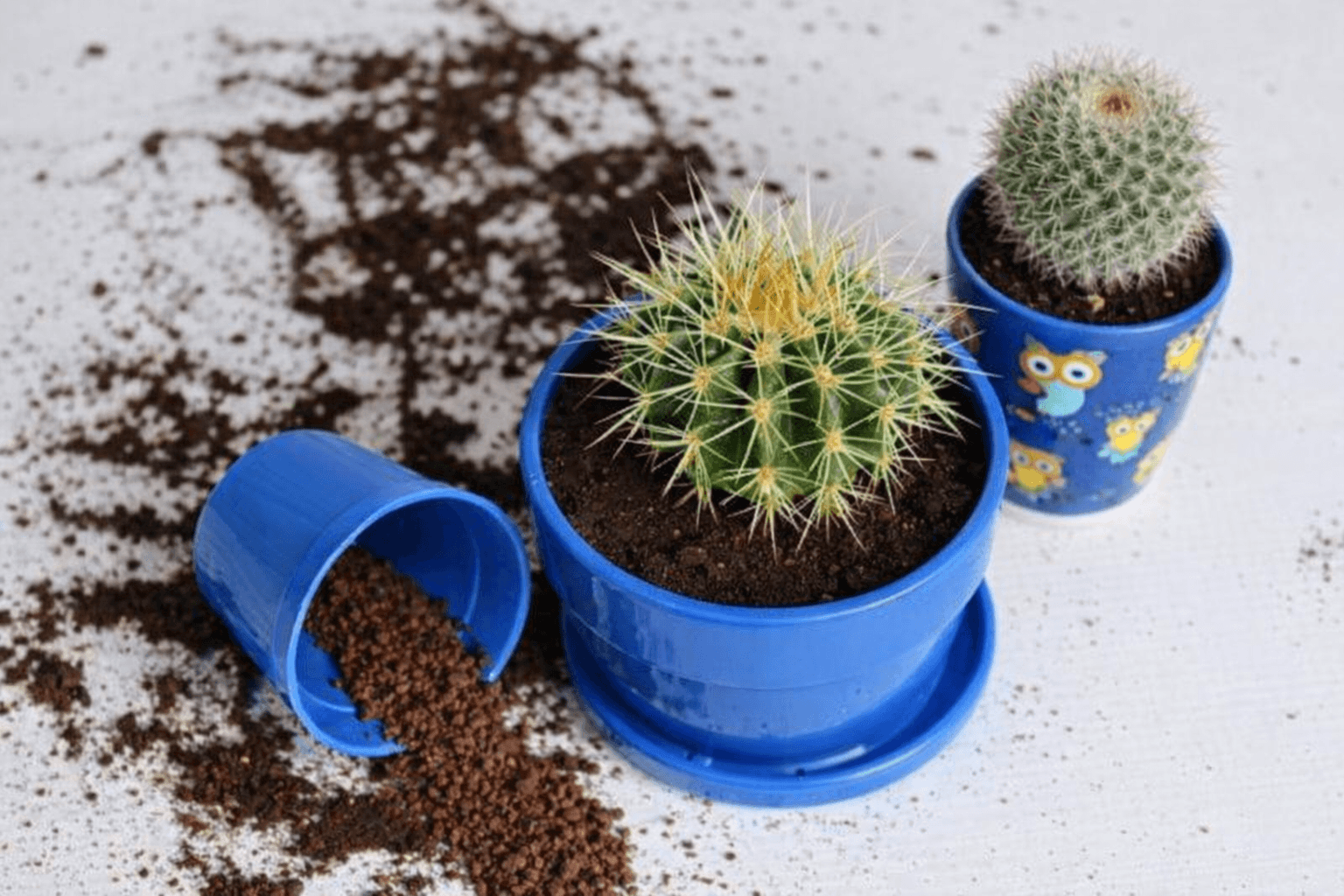 Как пересаживать кактусы