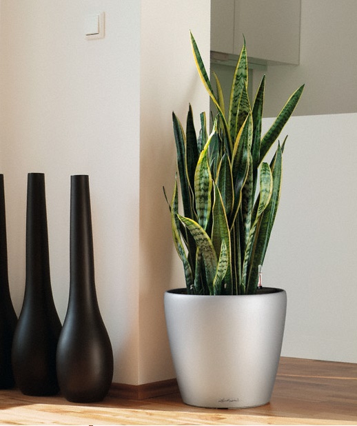 lechuza classico sansevieria