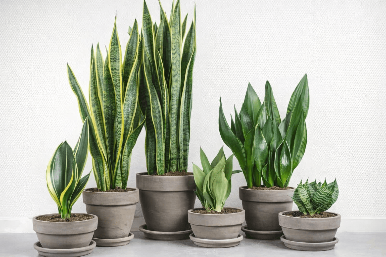 Сансевиерия