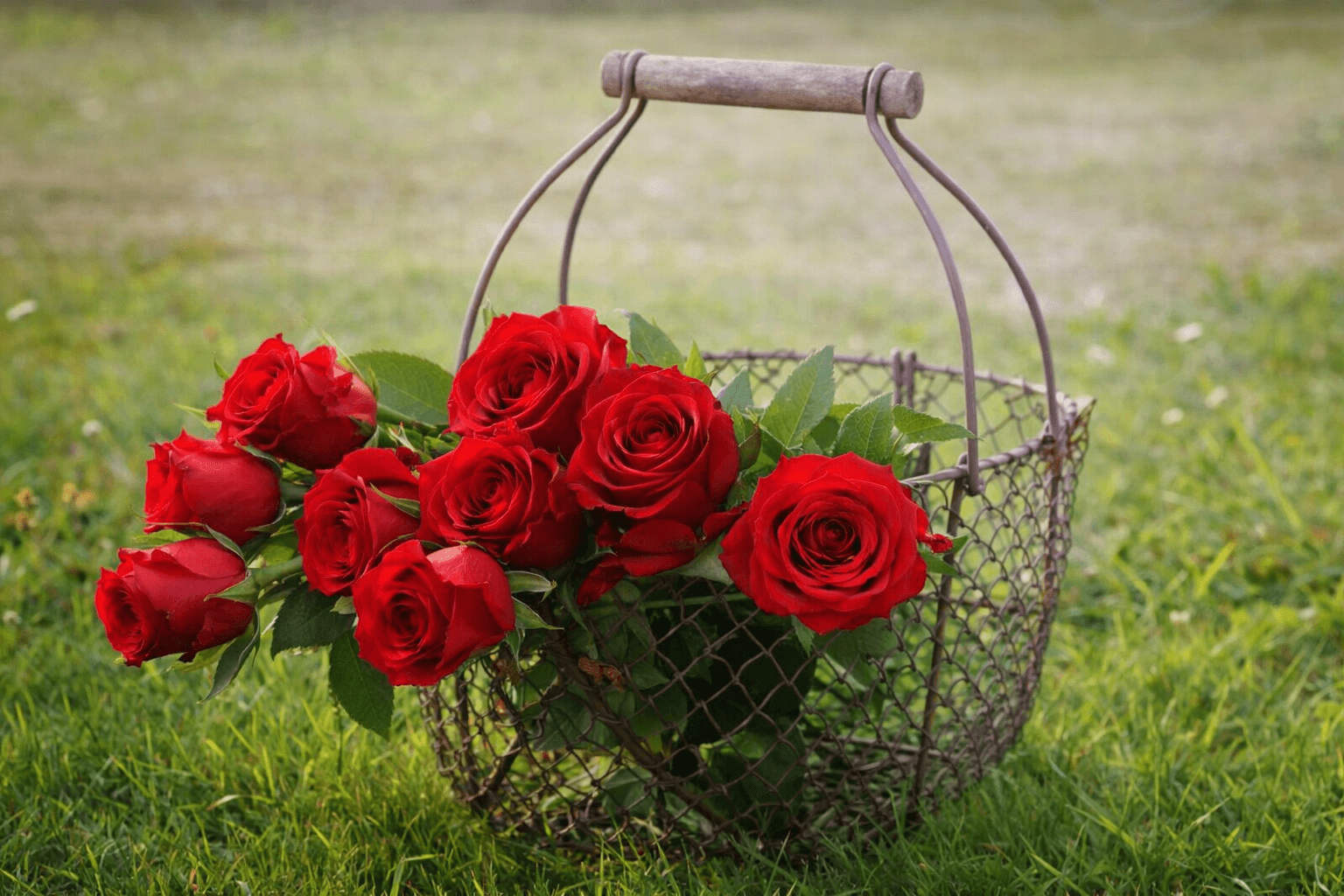 Кустовая роза