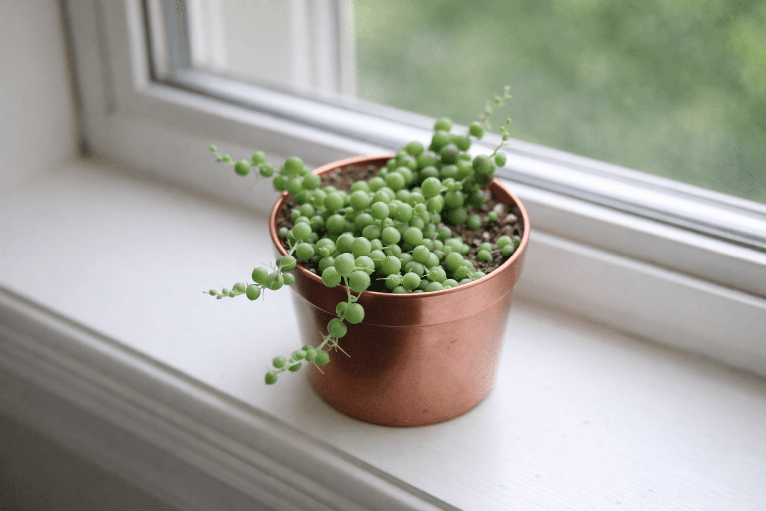 Крестовник Роули