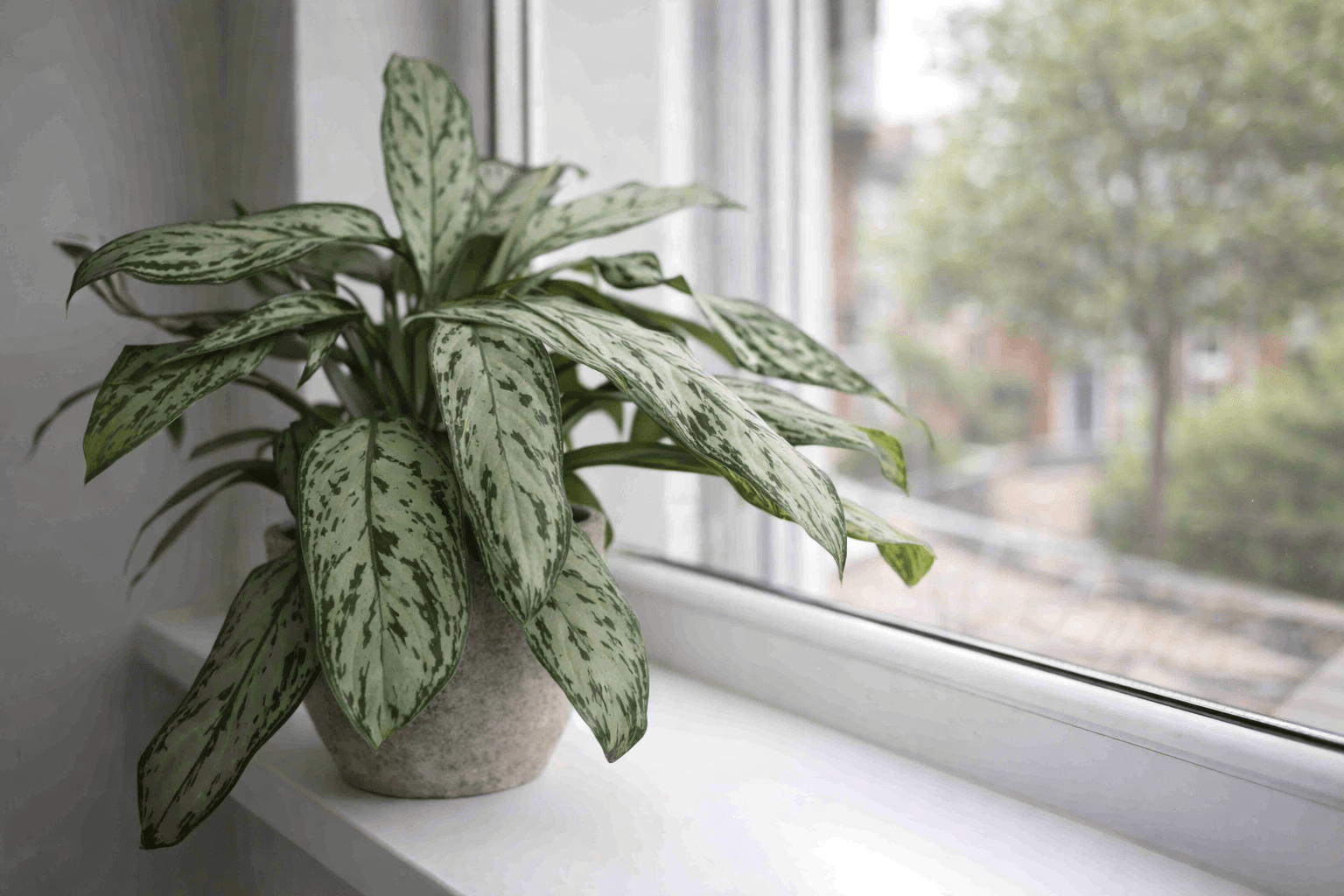 Сциндапсус