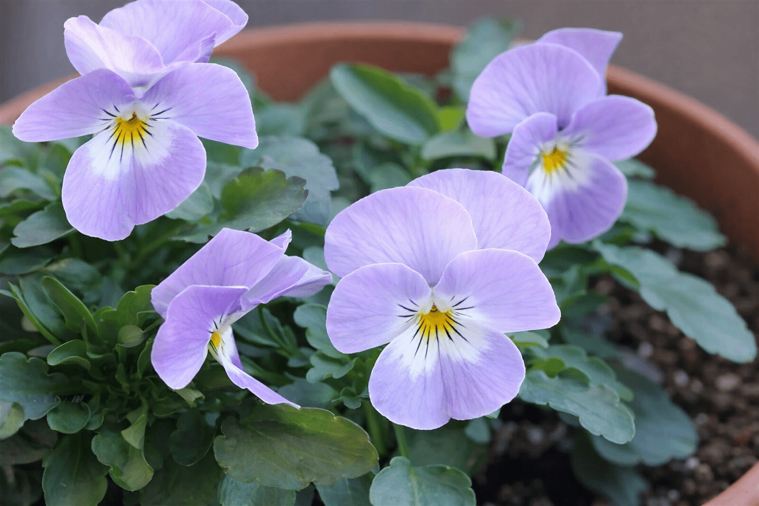 Каллистемон